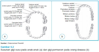 Sistem Pencernaan: Oktober 2013
