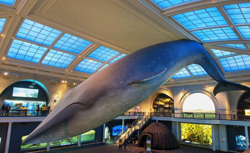 Escape into the Grand Halls of the American Museum of Natural History