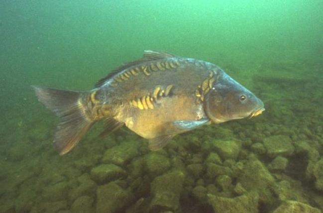 Carpodrome: Les carpes