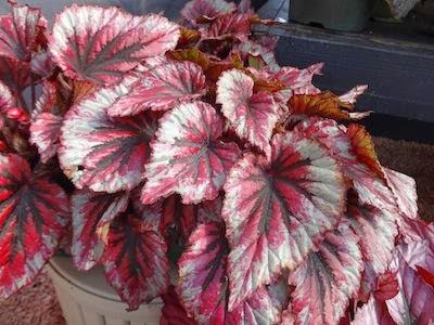 Всё о бегониях и не только&hellip;: Begonia rex &lsquo;Shadow King Cherry Mint