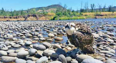 Rogue-river-Osprey