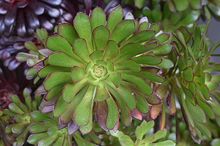 ミドリホウシ／エオニウム