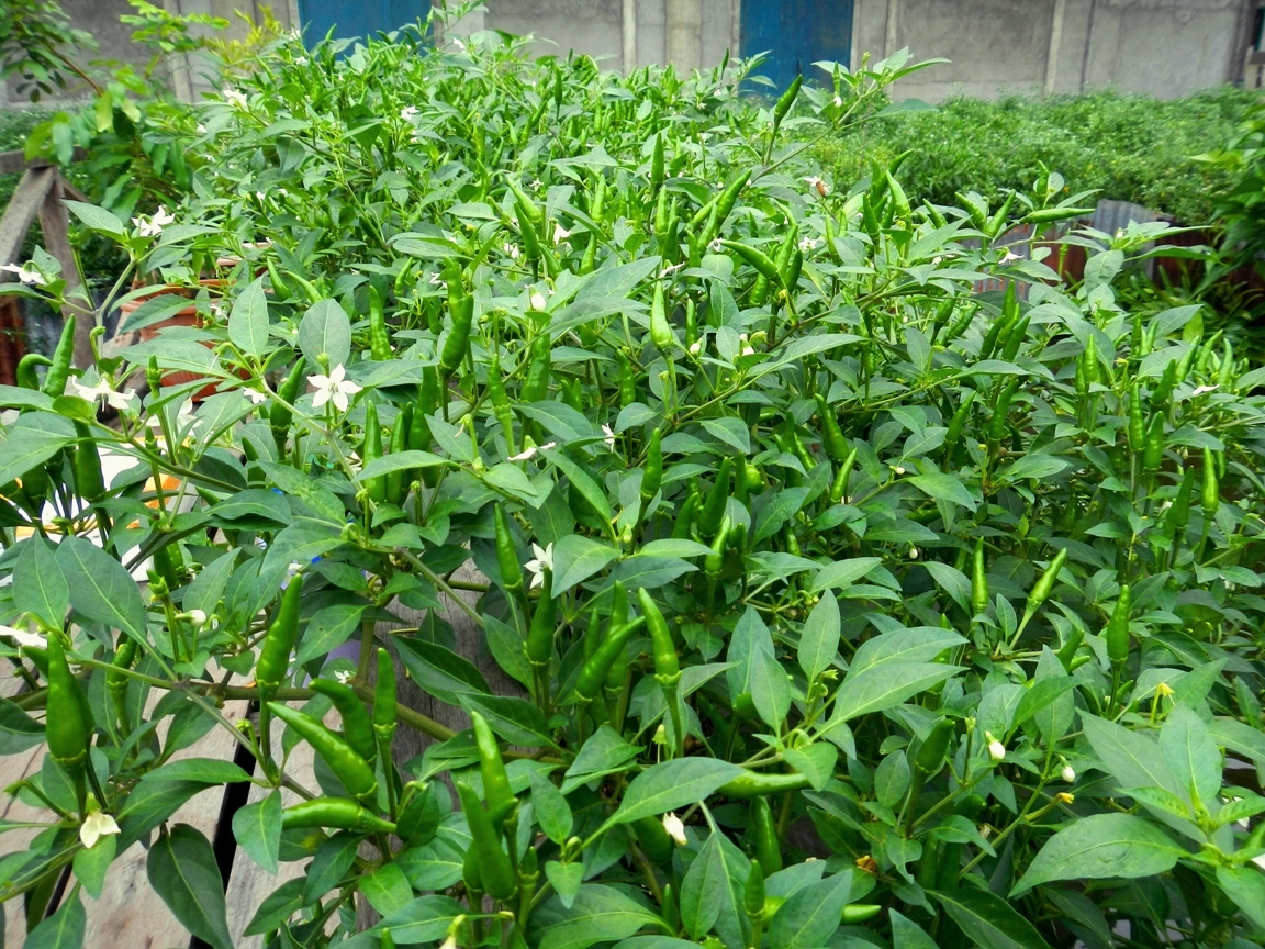 Benefits of Cayenne pepper Leaf For Health RepFire1