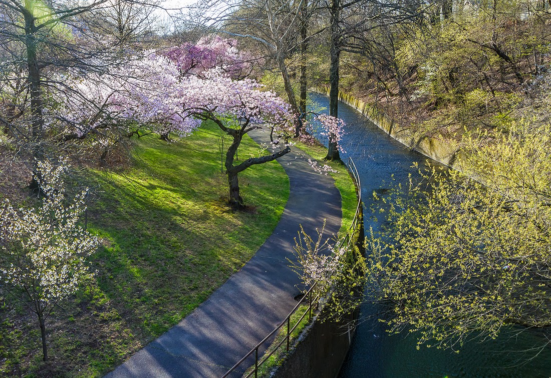 See What I See Cherry Blossom at Branch Brook Park 樱花盛开在纽瓦克
