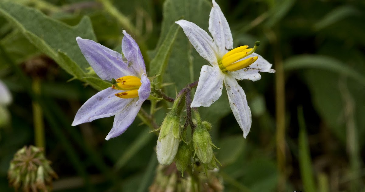 "What's Blooming Now" Carolina Carolina