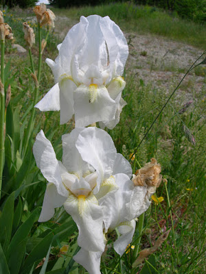 ROSE IRIS BOLOGNA SAVIGNO ORTO VALSAMOGGIA ORTICA