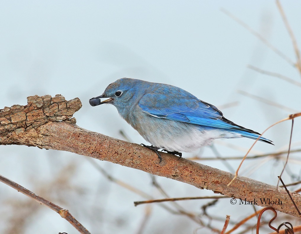 Bluebird Suet Cakes Bluebird Suet Cakes