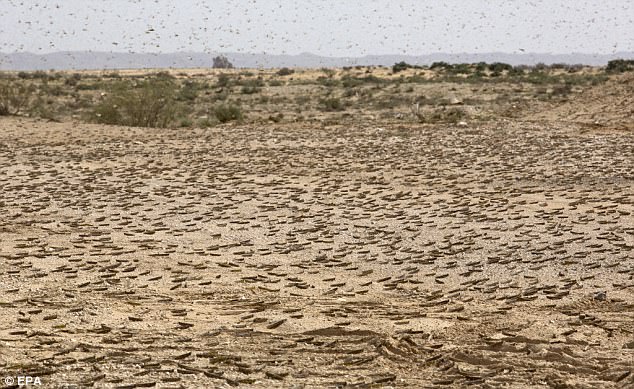 State of emergency is declared on Greek island battling a plague of locusts on a Biblical scale!  1891B040000005DC-4523498-image-a-42_1495221330070