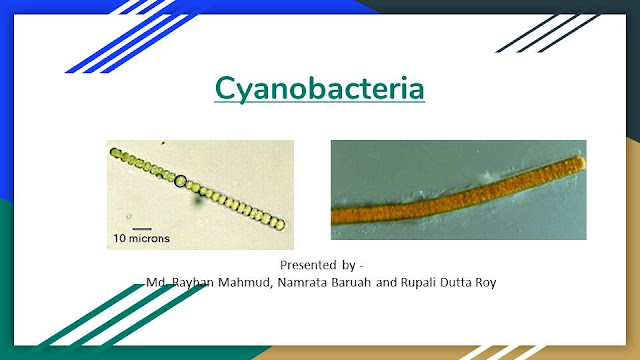 Introduction about Cyanobacteria