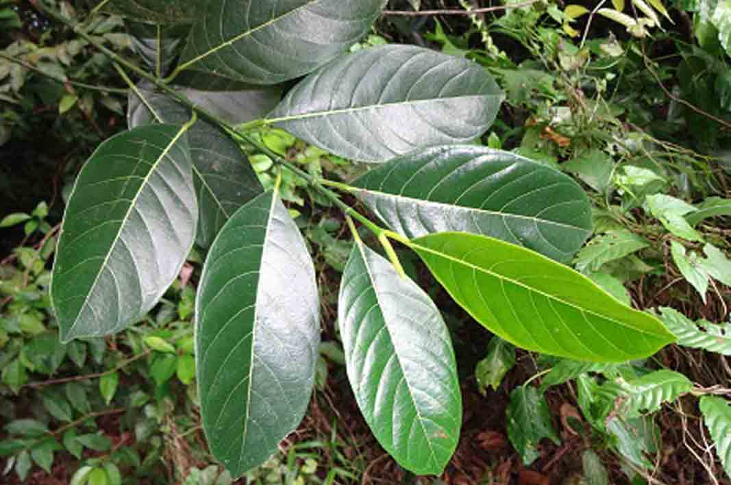 The Awesome 10 Benefits of Jackfurit Leaves marcosimoncelli