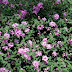 Pohon Lantana Saudi | Pohon Bunga Lamtana