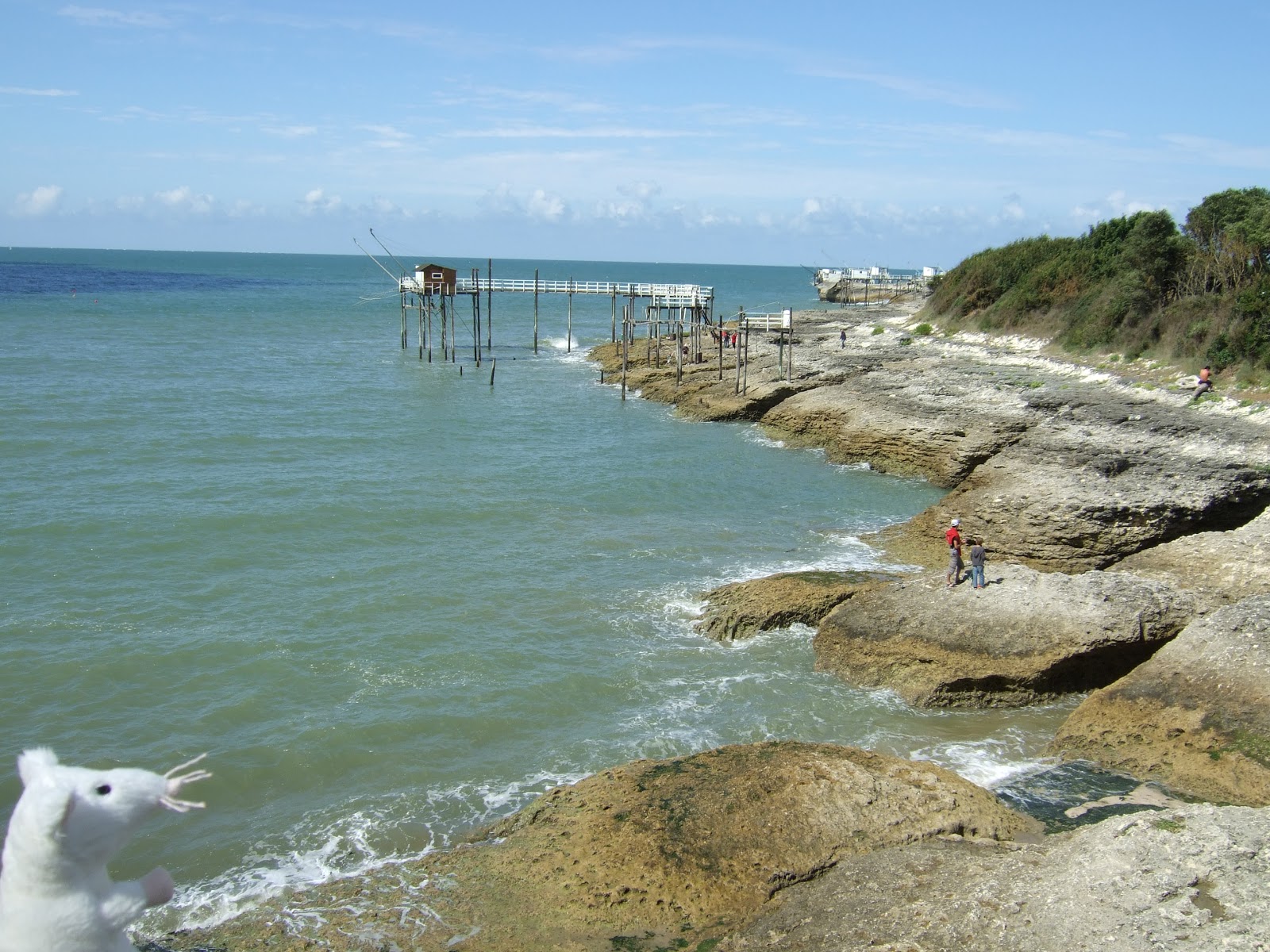 Remembering Alge.. Algernon on holiday