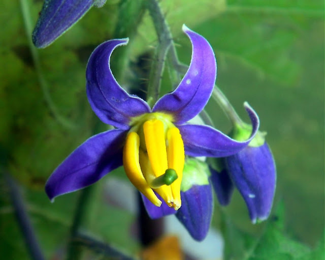 Yoa (Solanum palinacanthum)