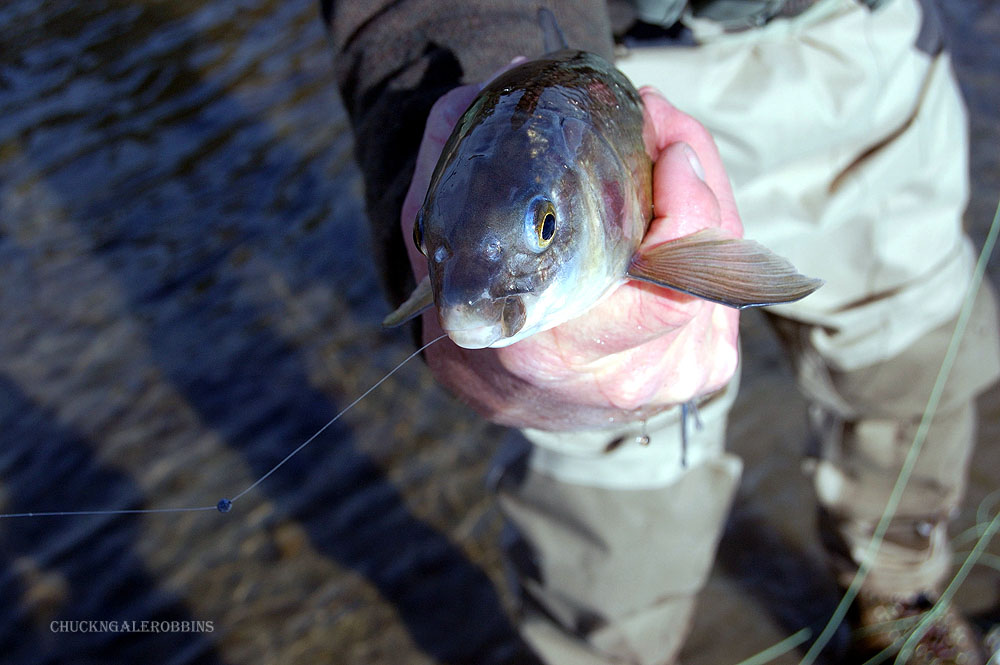 Chuck RobbinsOutdoors Fly Fishing Fly Friday...Mountain Whitefish