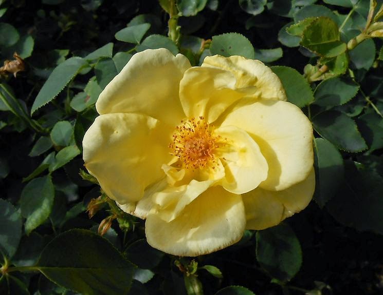 Yellow Climbing Rose Varieties