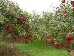 budidaya rambutan