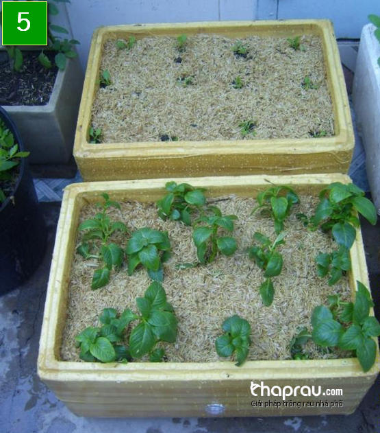 Hướng dẫn làm thùng xốp trồng rau nhà phố  Tháp rau