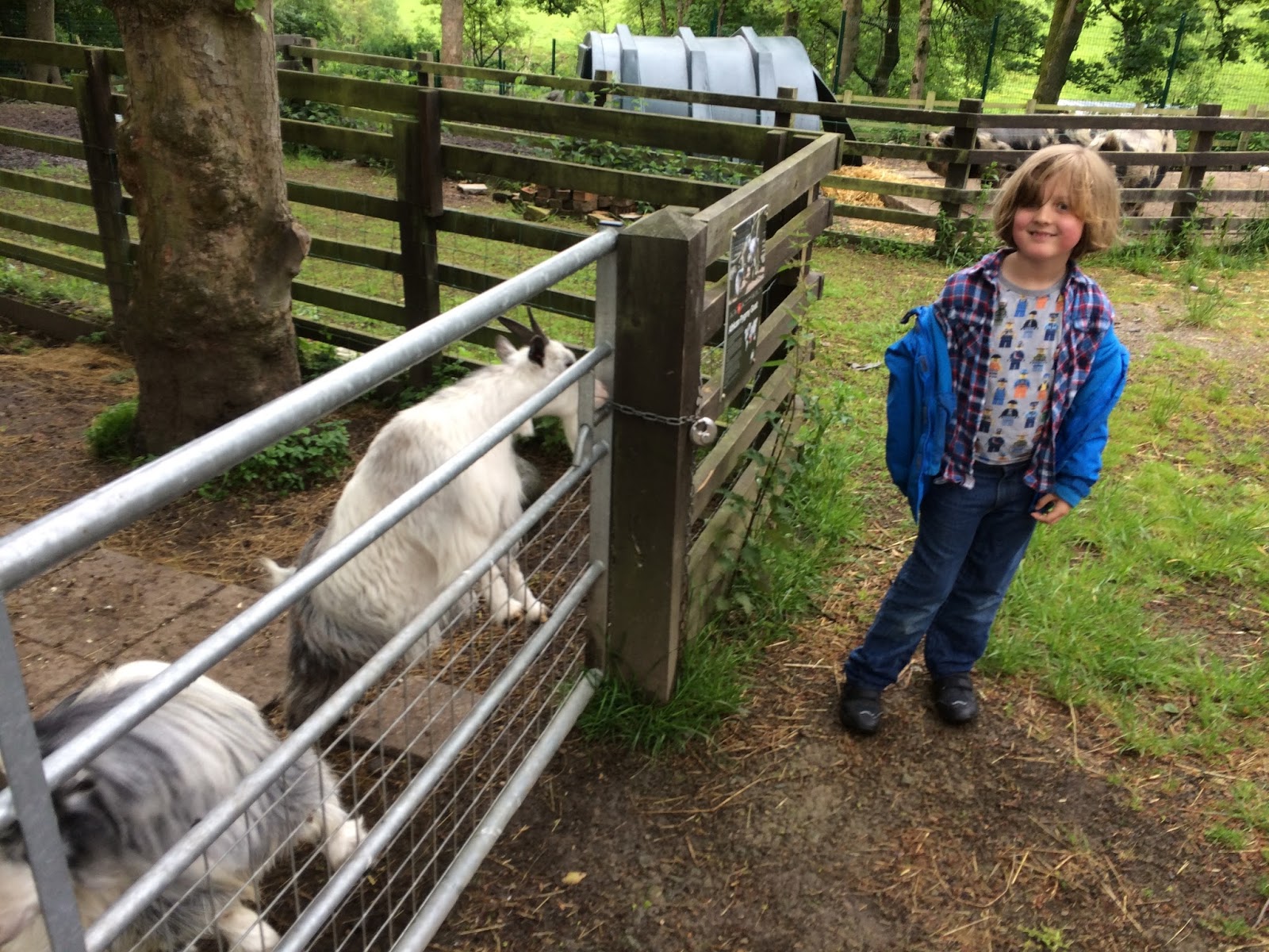 Keeping Care of Hopwood Life on Pig Row