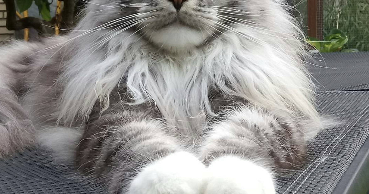 Maine Coon Cats Australia 27 What Should You Do For Fast DESIGN