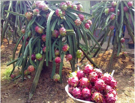 jual bibit buah naga banyuwangi murah 087784795307 jual bibit buah naga banyuwangi murah 087784795307