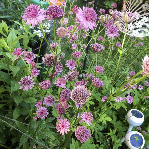 stjärnflocka, astrantiamajor stjärnflocka, astrantiamajor