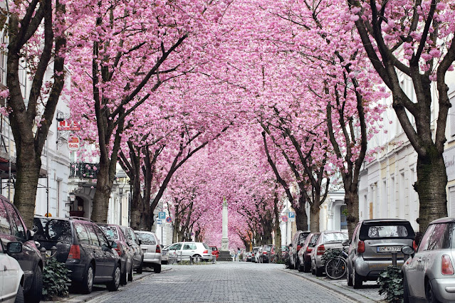 Heerstraße, Bona, Alemanha 12 Ruas mais floridas do mundo