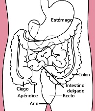Intestino grueso Dibujo del Intestino Grueso del cuerpo humano