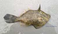 Strap-weed Filefish
