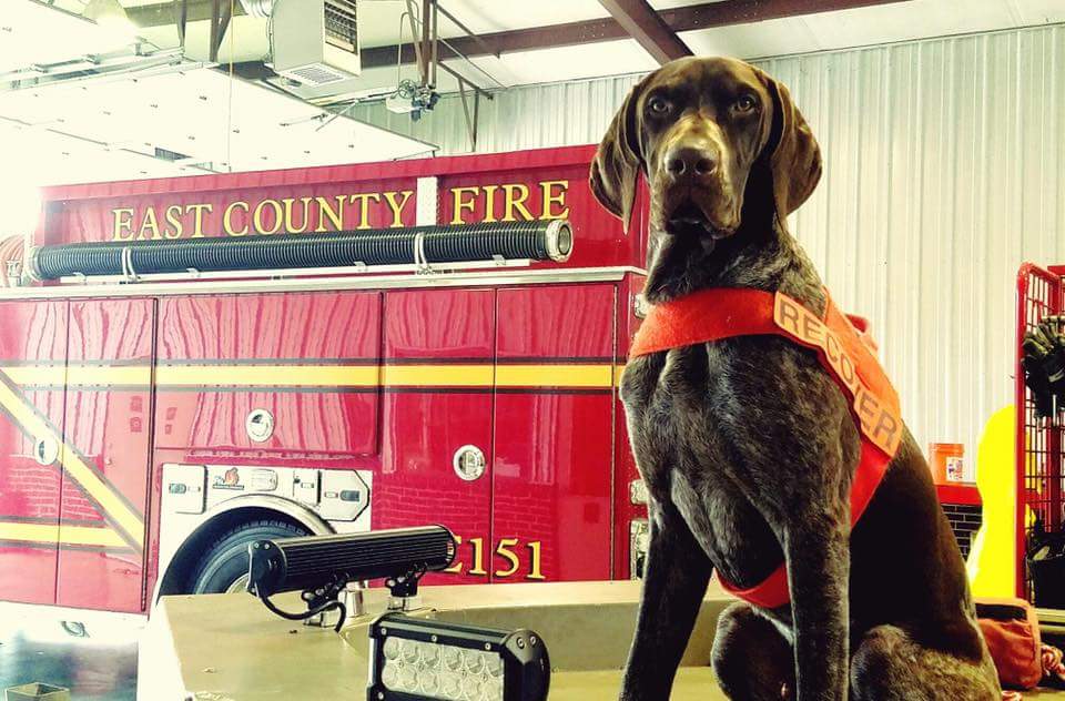 german shorthaired pointer service dog