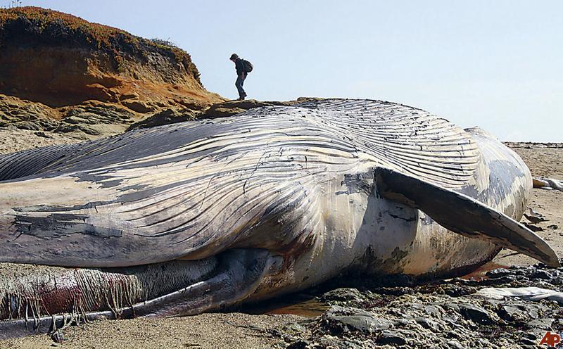 a description of the blue as earth largest animal Blue whale the largest whale and animal on earth (80-90 feet) baleen whale eats: krill eaten by: no predators fin whale 2nd largest whales (70-80 feet), one of the fastest. a description of the blue as earth largest animal Blue whale the largest whale and animal on earth (80-90 feet) baleen whale eats: krill eaten by: no predators fin whale 2nd largest whales (70-80 feet), one of the fastest.