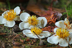 centipede symptoms bites centipedes rid garden