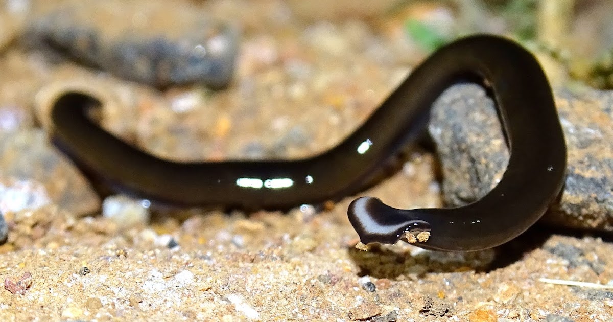 Hammer head slug / Bipalium cf kewenese