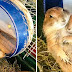 23 Heart-Melting Pictures Of Animals Who Love Each Other Too Much