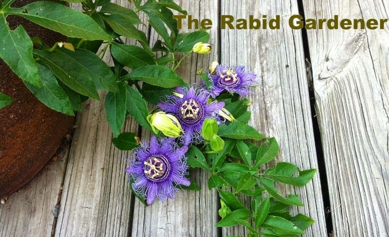 The Rabid Gardener