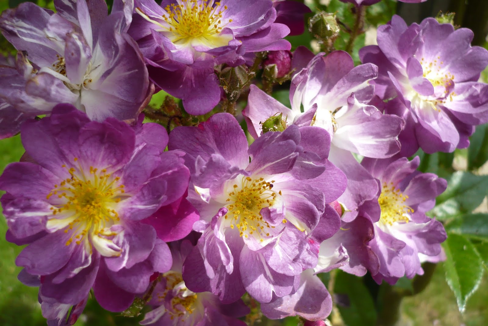 Le Jardin de Pacalou: Un jardin de roses.