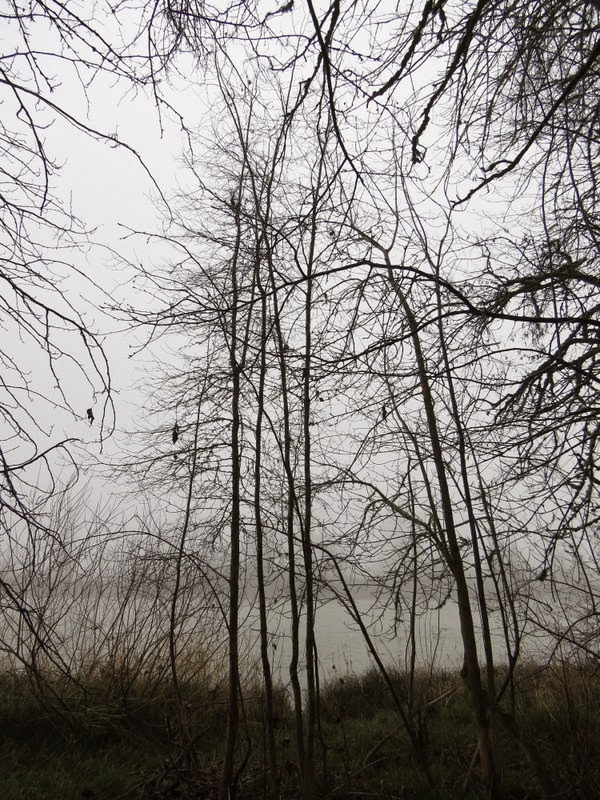 Photos by Jan Off D Street in Springfield,Oregon/Then Day Island Park