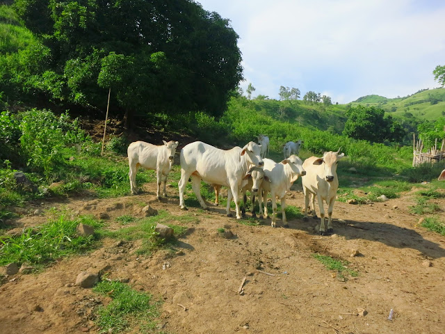 Capistrano Farm Livestock Livestock of Capistrano Farm in Olongapo City