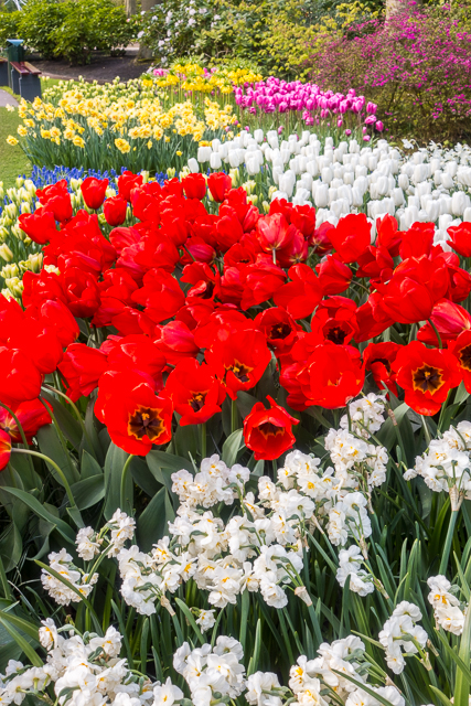 Keukenhof Gardens - Tulip Heaven in the Netherlands - a MUST if you are in Europe in the spring. The most amazing garden EVER! Keukenhof Gardens - Tulip Heaven in the Netherlands - a MUST if you are in Europe in the spring. The most amazing garden EVER!
