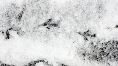 Sneeuw wallpaper met pootafdrukken