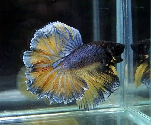 Ikan Cupang Kontes