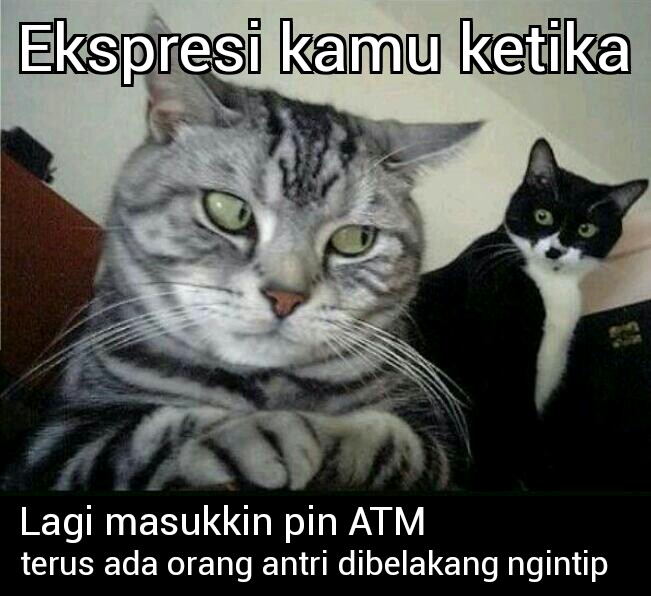 Meme Anjing Ketawa Blog Meme Bergambar