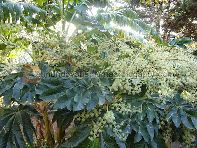 Aralia Gigante en Flor 