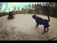 Rottweiler bear Rottweiler bear