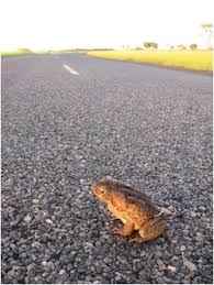 ono pink journal the toad on the road fuss