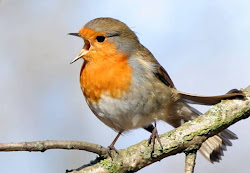 bird birds orange robin singing robins brown european wild sing belly redbreast english breast called national usa wallpapers call why