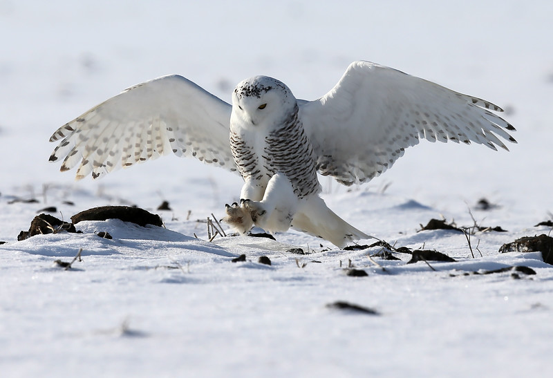 SNOWY OWL WHO FLY IN NIGHT ~ Bird Eye