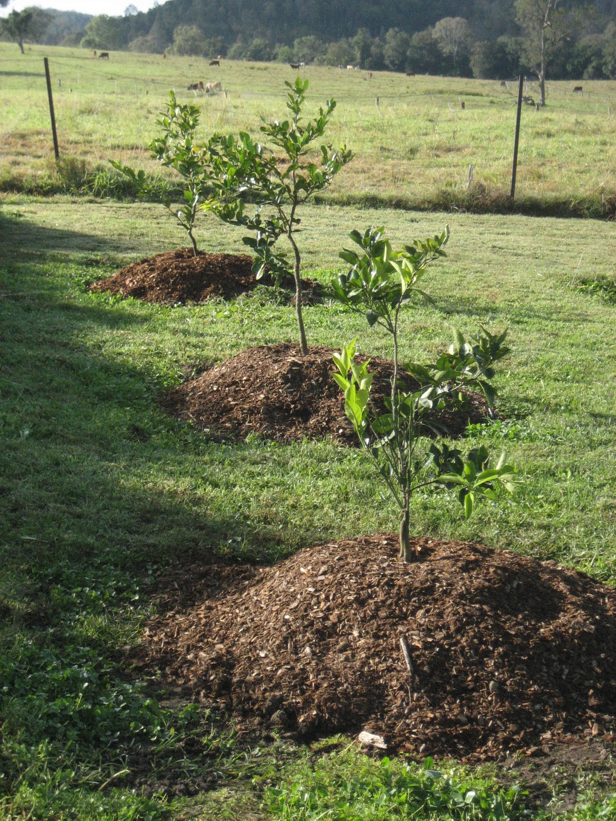 Life at Arbordale Farm Saving Plants from Drowning