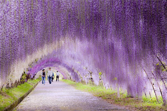 12 Best Tunnels Of Love To Walk Through With Your Sweetheart