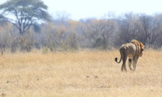 200 leones podrían ser sacrificados en Zimbabue 