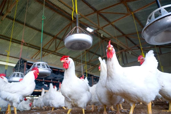 Write a feasibility report on poultry farming